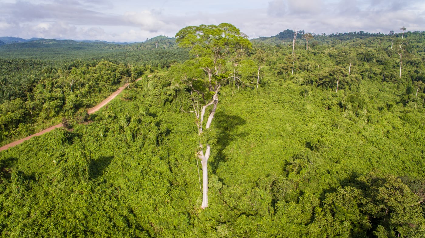 Aerial view of forest restoration site for orangutan conservation at Bukit Piton Forest Reserve, Lahad Datu, Sabah