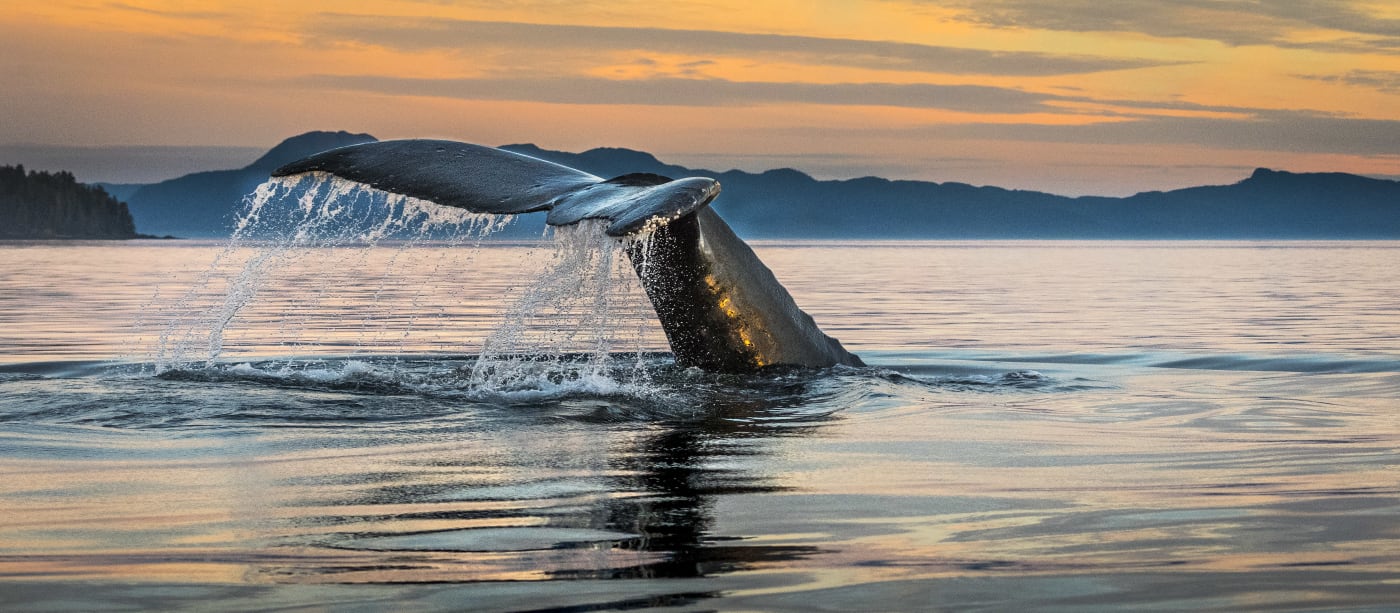 Close up of a humpback whale's (Megaptera novaeangliae) fluke on Brother's Islands, South East Alaska, United States.