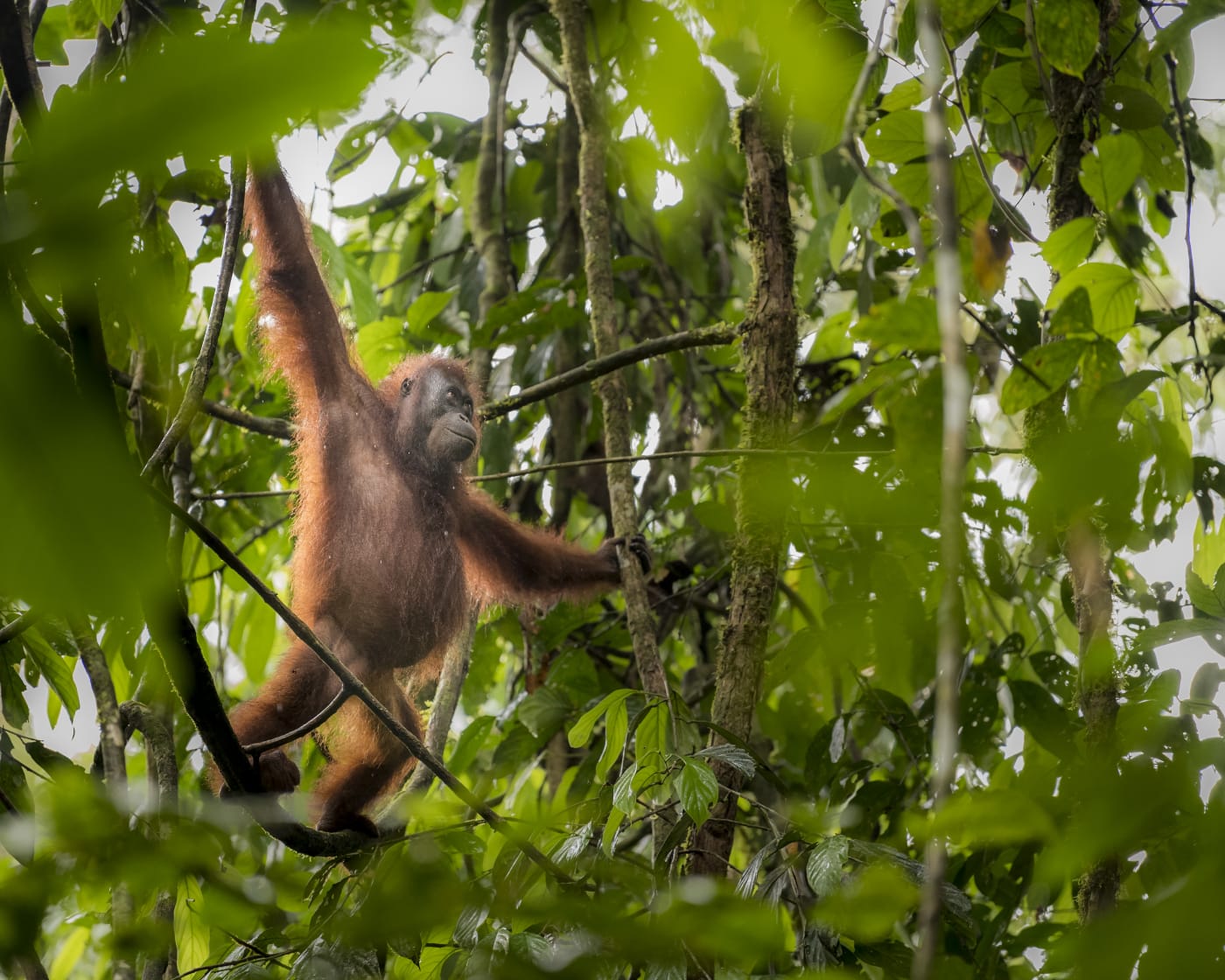 Close up of Bornean orangutan. Borneo, Malaysia