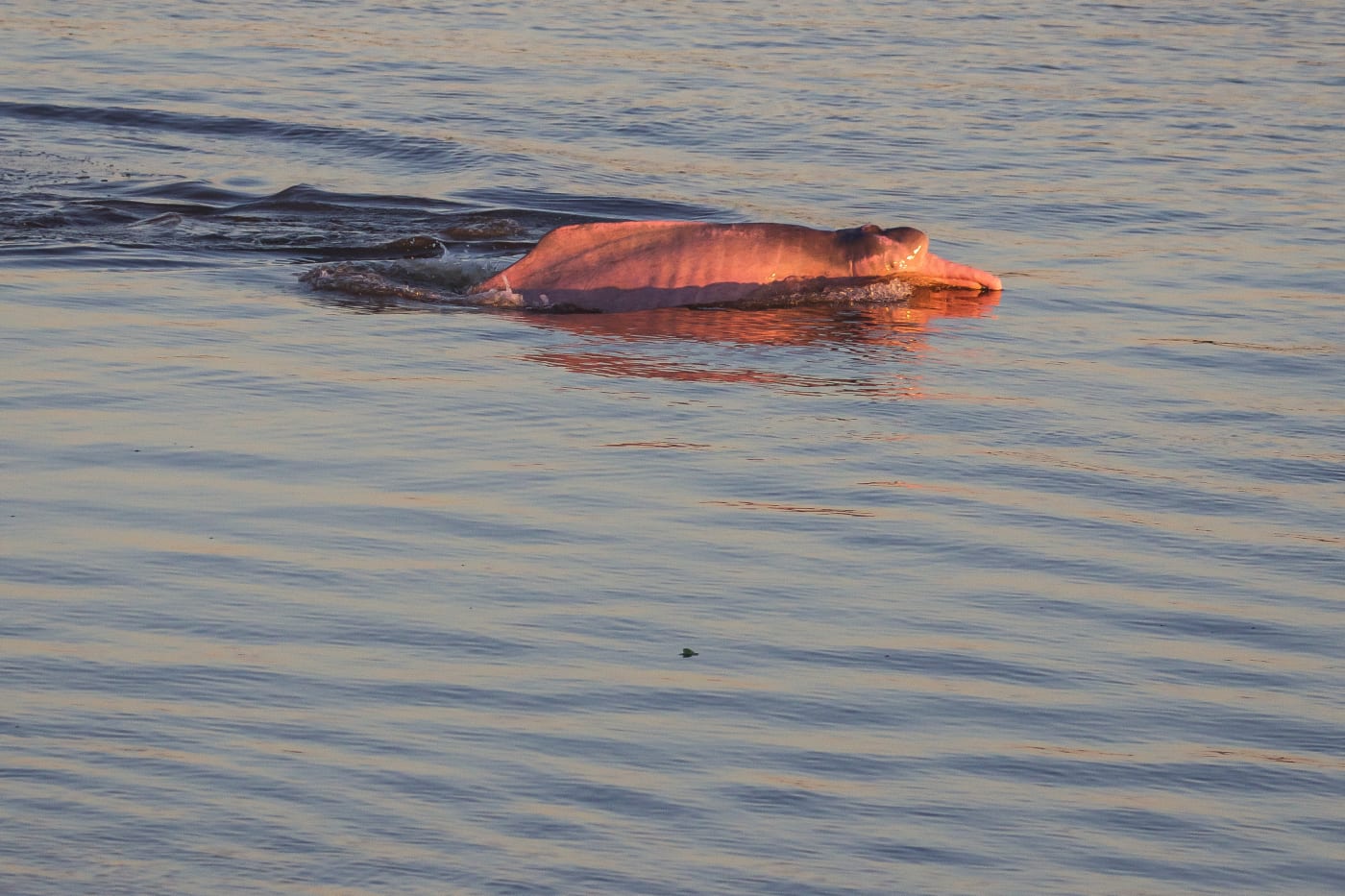 Pink dolphin, Inia geoffrensis. Marañon river. Amazonas. Peru