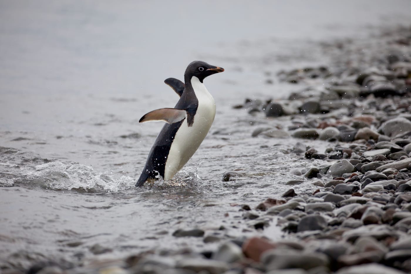 Adelie penguin (Pygoscelis adeliae) coming back to shore, Antarctic Peninsula, January 2018.
