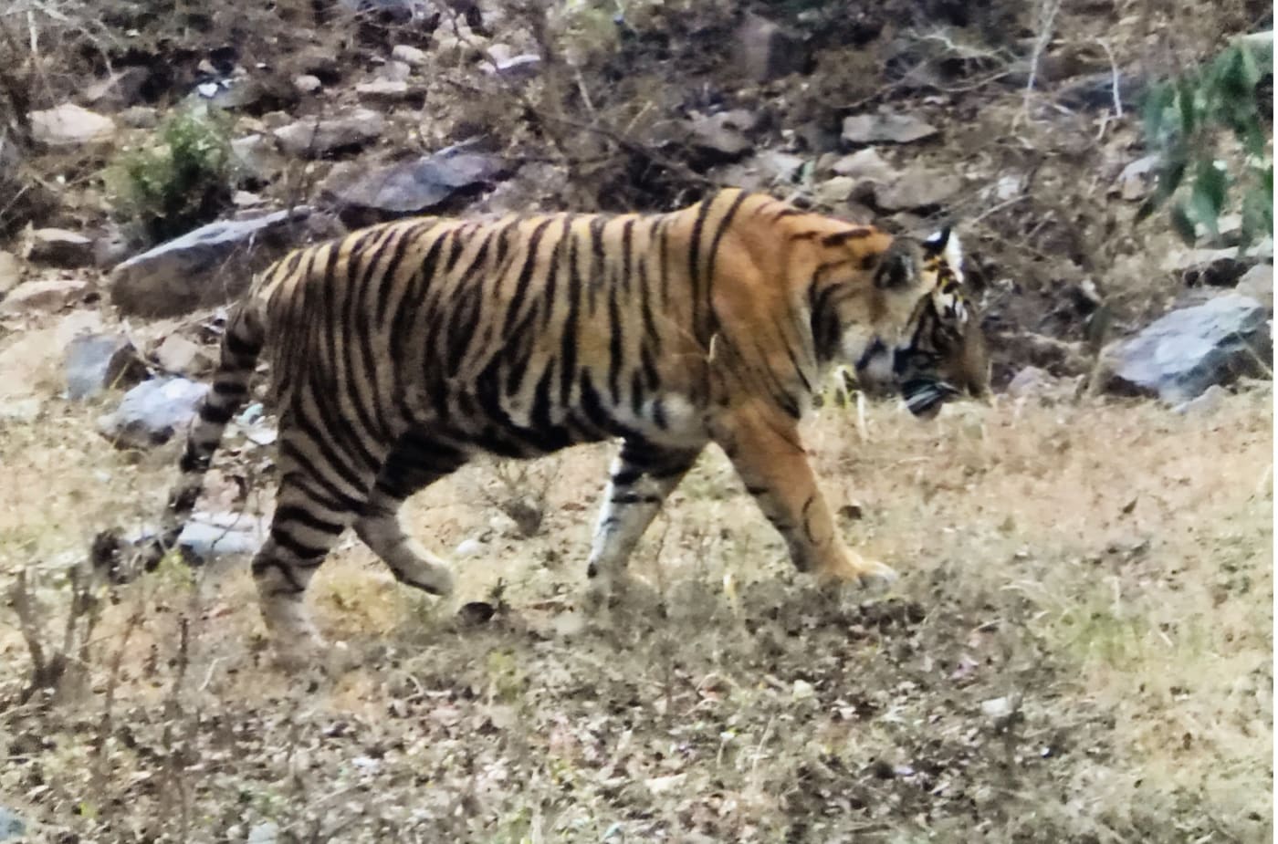 A Tiger walking in the wild