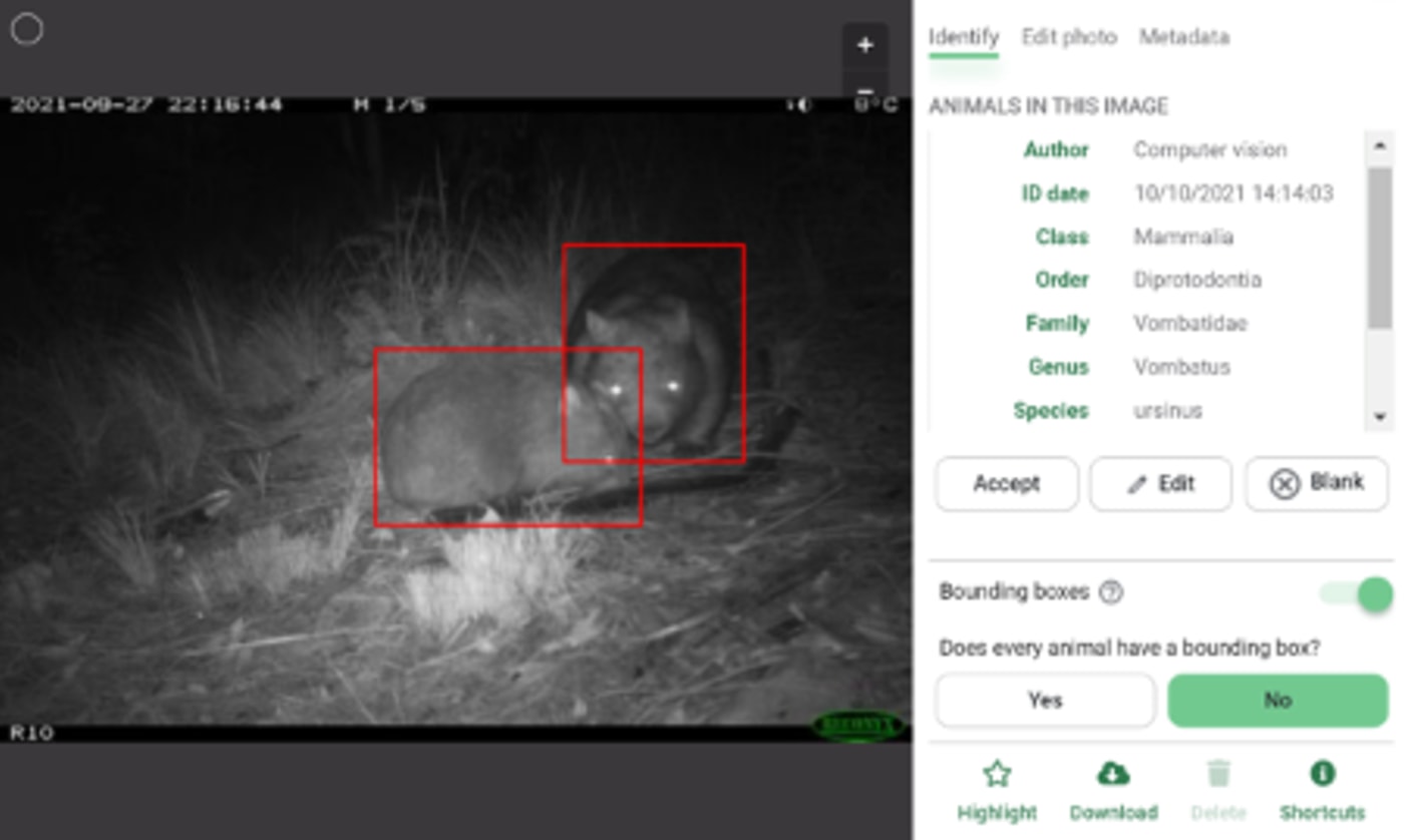 The Google AI model on Wildlife Insights identifies a mother wombat and her joey