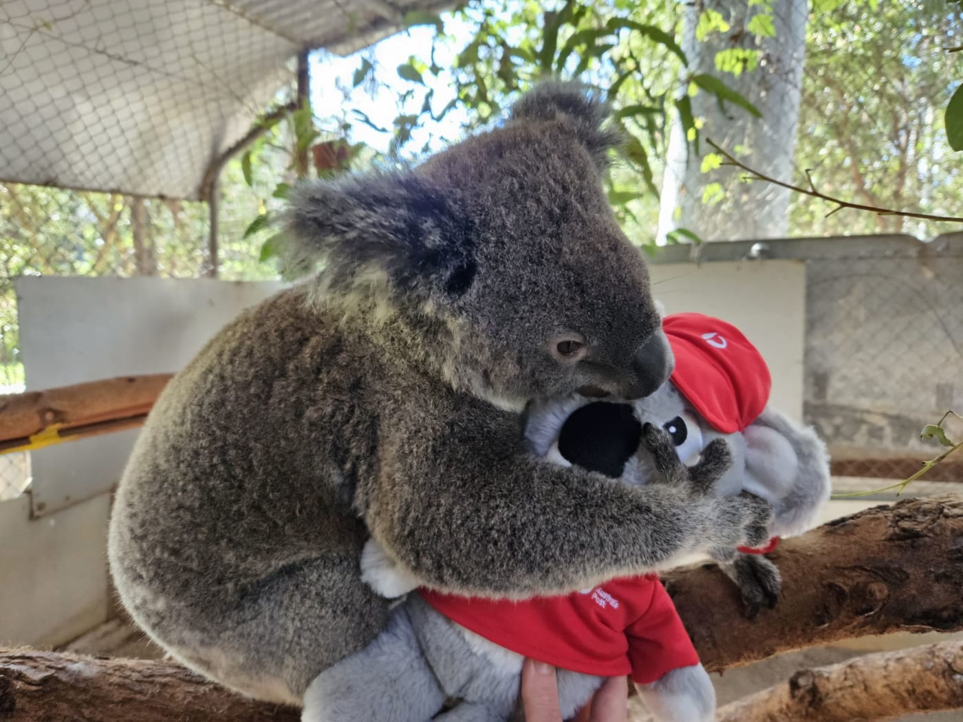 Pip the Koala