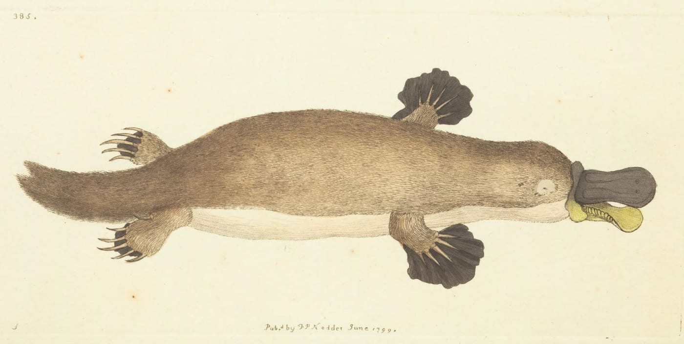 This illustration by Frederick Polydore Nodder is the first published illustration of a platypus. It accompanied George Shaw's 1799 description of the animal in the Naturalist's Miscellany, or Coloured figures of natural objects".