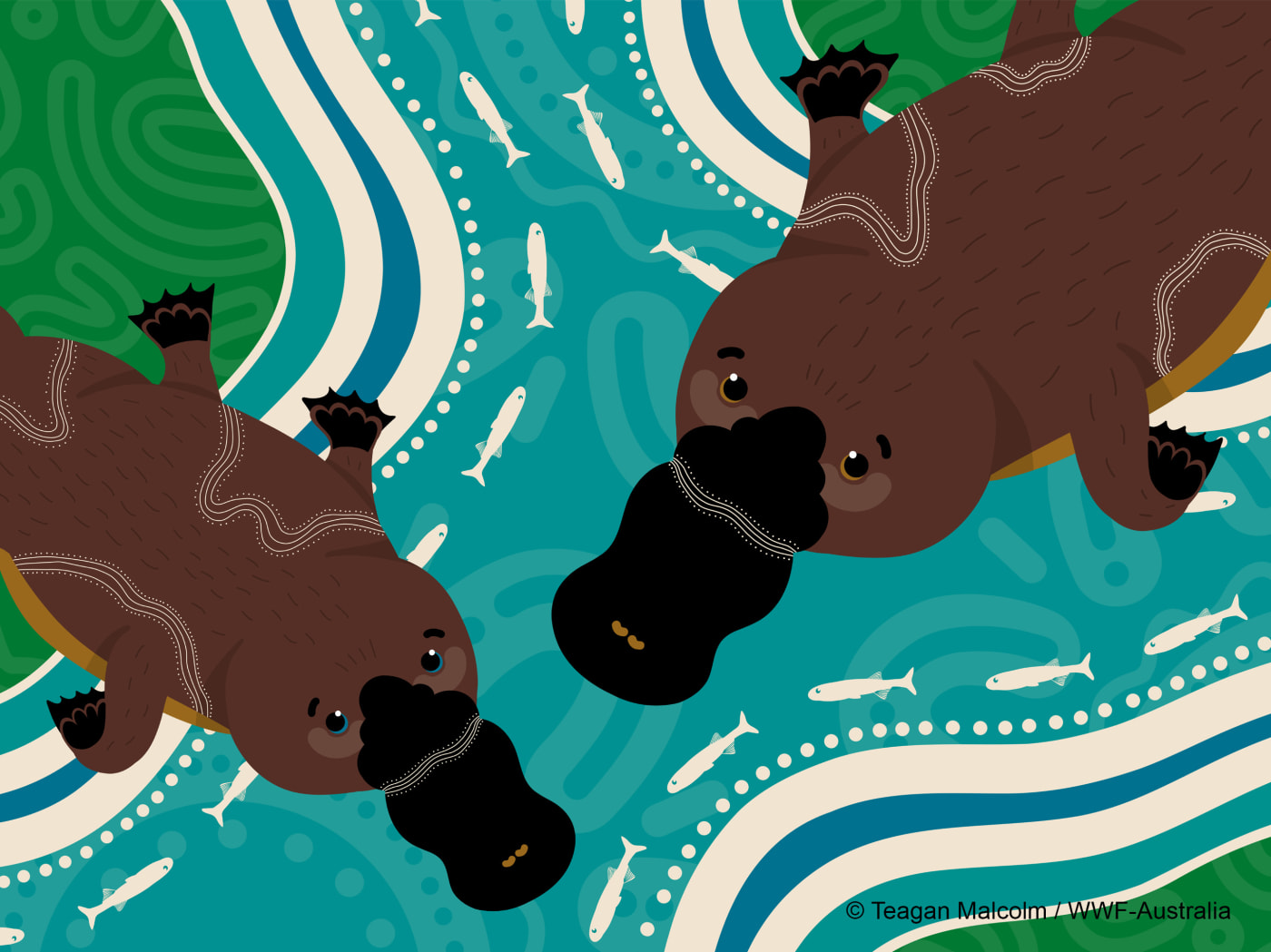 Kamilaroi artist Teagan Malcolm's depiction of the platypus