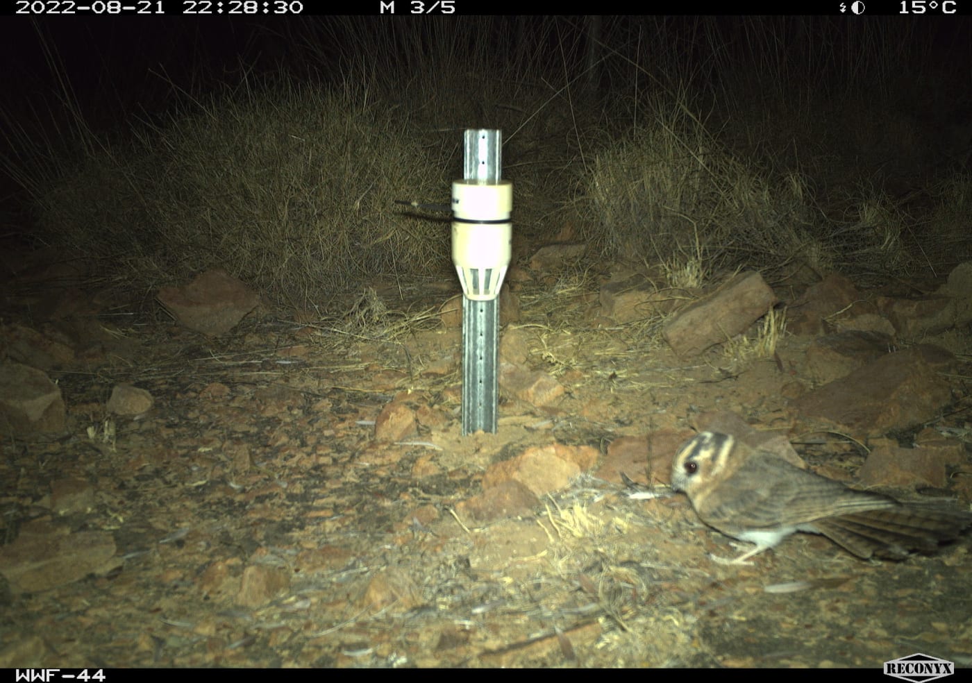 Australian owlet-nightjar (Aegotheles cristatus)
Wilinggin IPA (Karunjie/Durack)
