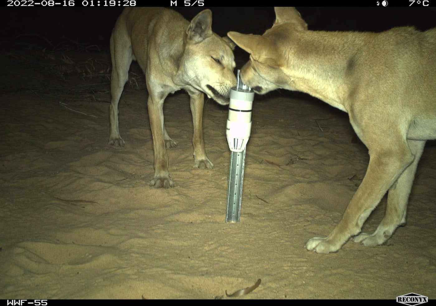 Dingo in for the smooch! These two native icons were snapped during a sweet moment of affection on Nyaliga Country