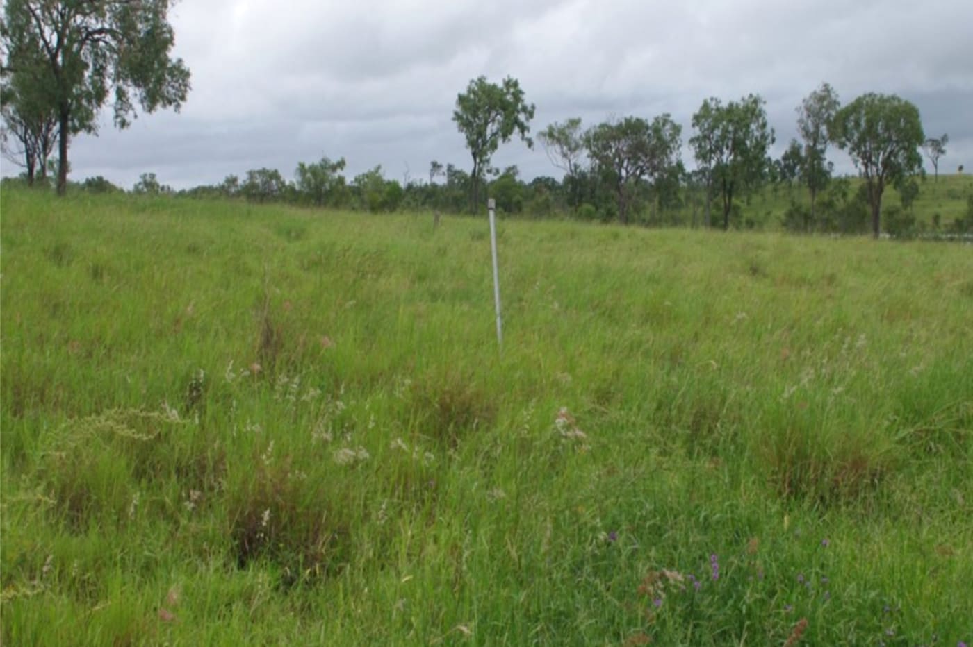 Paddock on a property near Rockhampton in 2006 before the use of regenerative grazing techniques