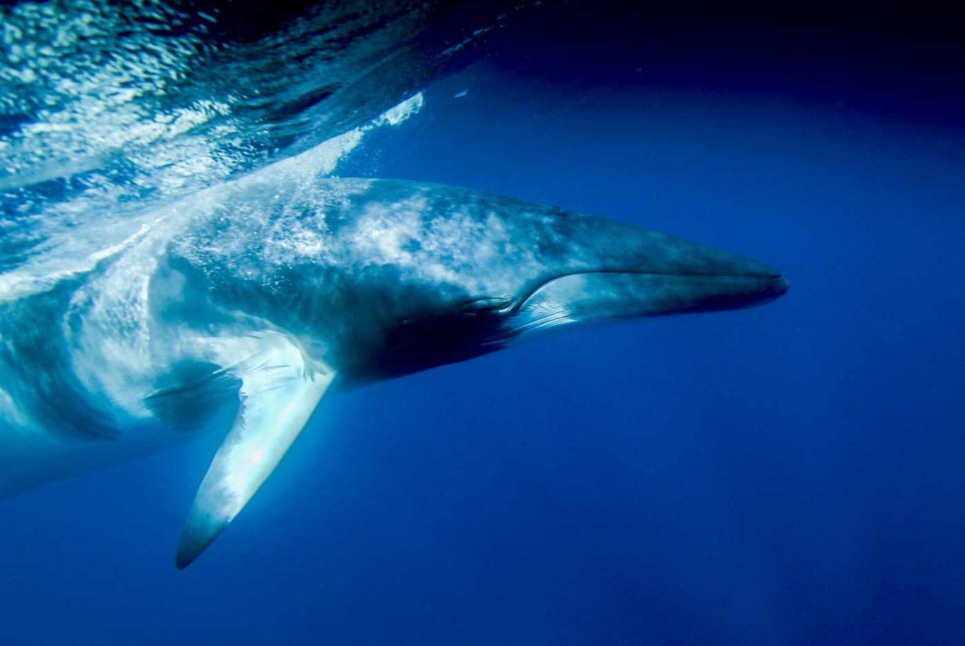 Minke whale underwater, Coral Sea