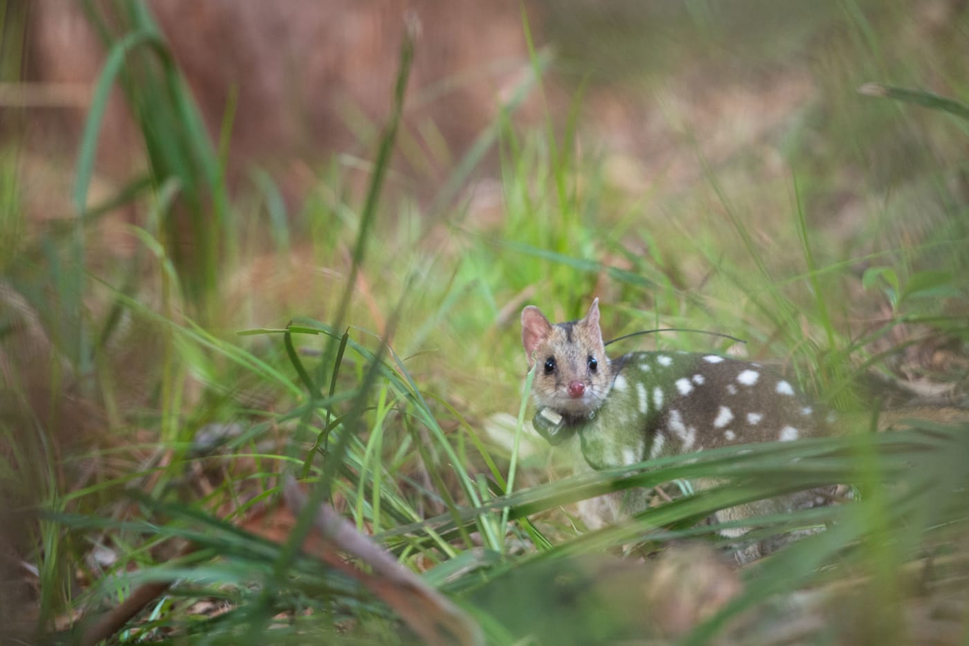 Eastern quoll in Booderee National Park after being released.