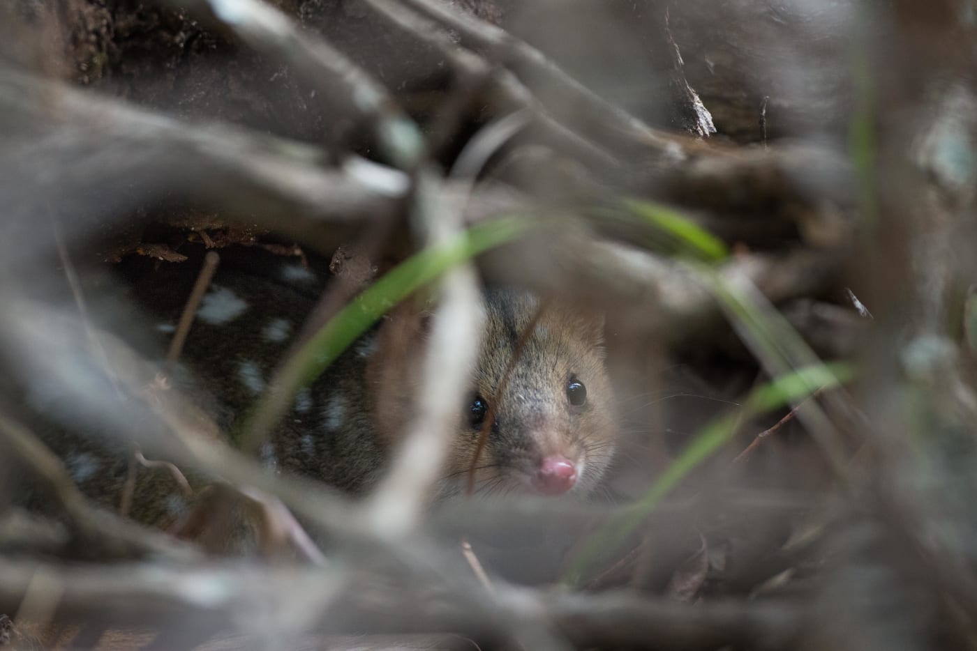 Eastern quoll in Booderee National Park hiding in bush after being released.