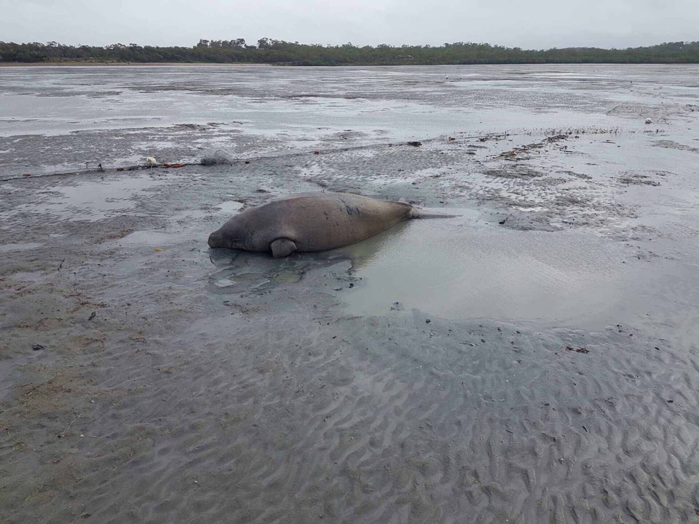 Dugong accidentally caught in gill net, near Mackay, Queensland, April 2018.