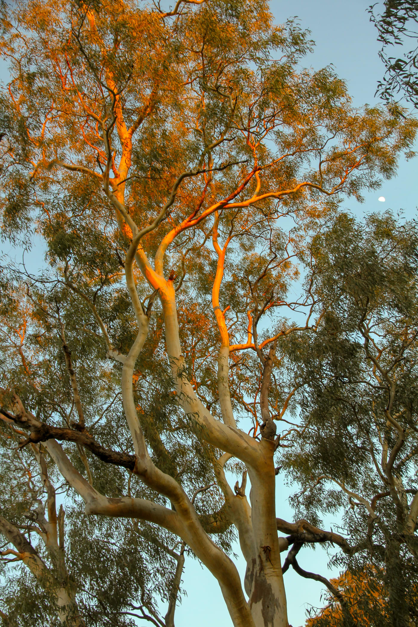 River redgum (Eucalyptus camaldulensis) with moon in morning light