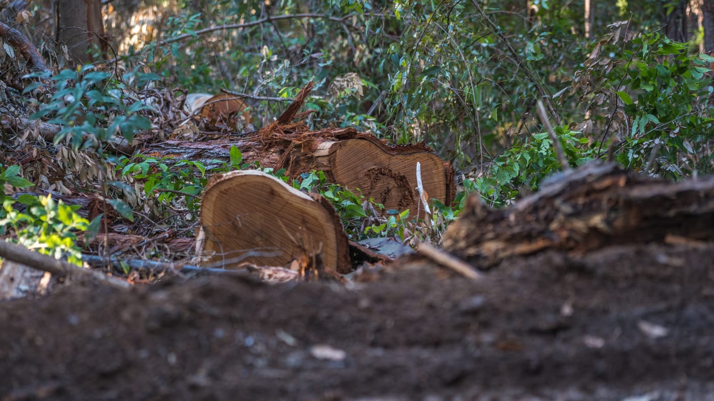 Forestry logging in NSW