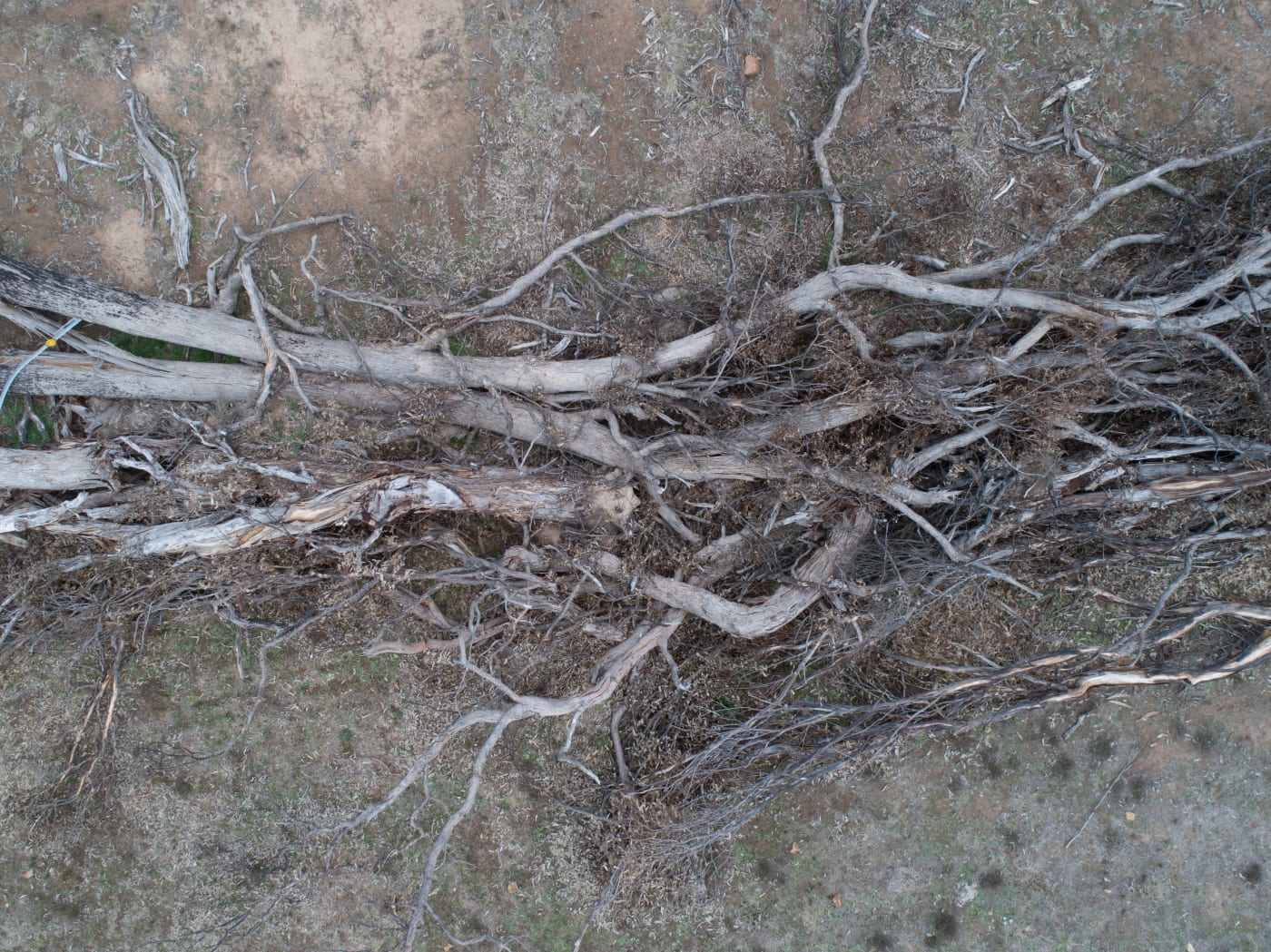 Fence line tree-clearing in northern tablelands NSW.