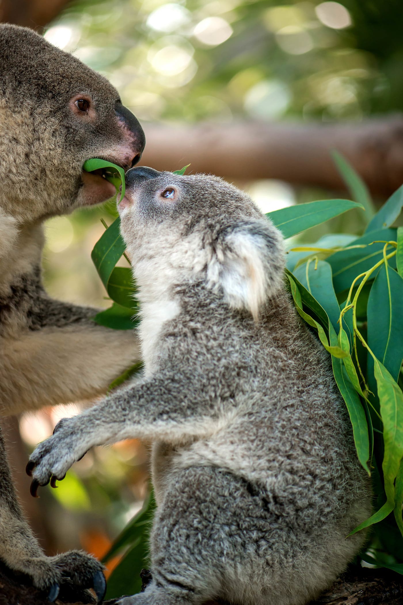 Koala joey (Phascolarctos cinereus) and mom eating Eucalyptus leaf