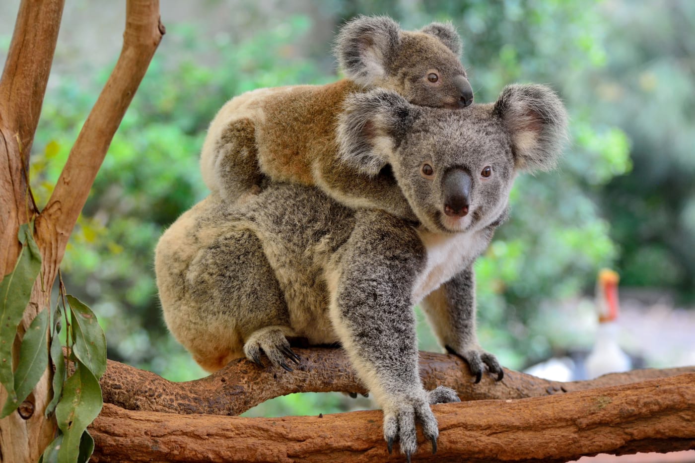 Mother koala with joey on her back