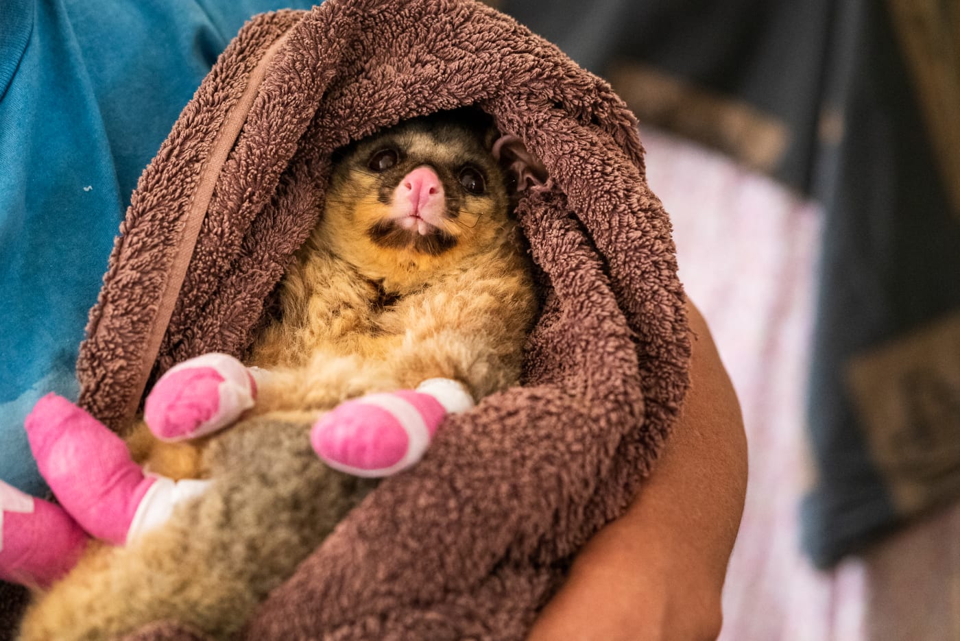 Minty, an injured possum that suffered burns to all four of his paws and his tail from the 2019-20 bushfires in care with Wildcare in Carwoola, NSW