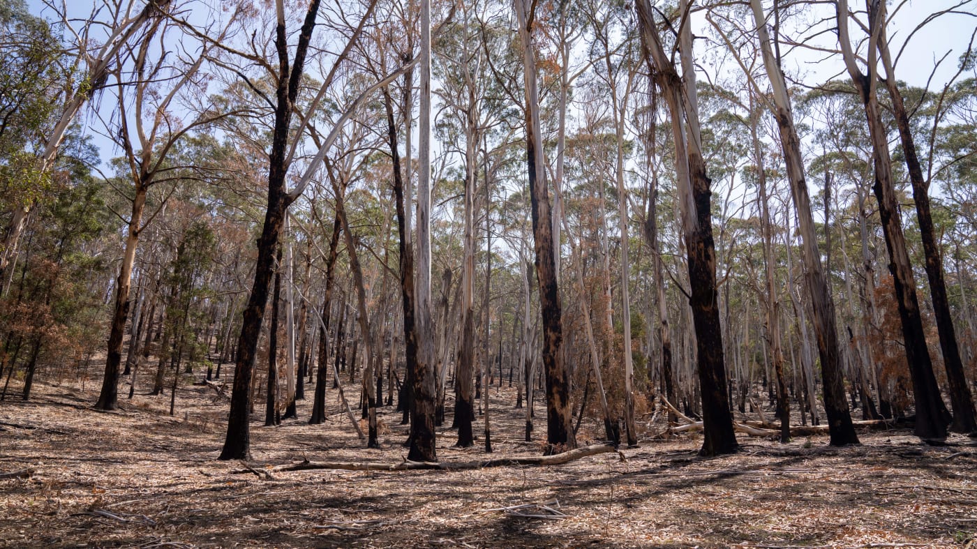 Burnt-out forest from the Black Range Fire in Tallaganda National Park