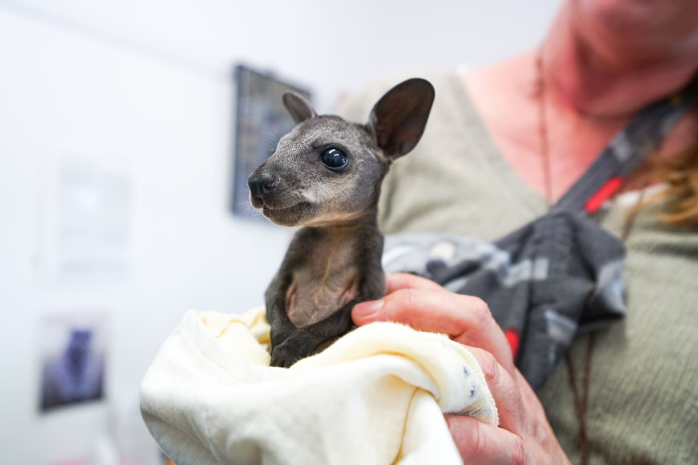 An orphaned swamp wallaby joey in care after treatment at Milton Village Vet following the devastating bushfires of 2019-20