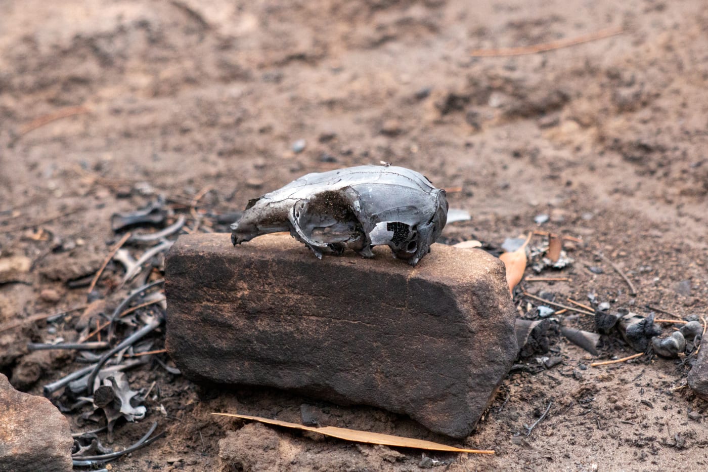 A Tammar wallaby skull found in Lathami Conservation Park after bushfires swept through the area, Kangaroo Island, 2020