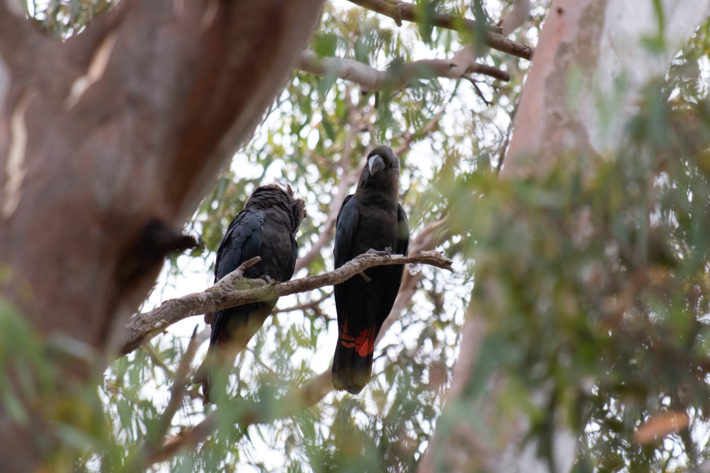 A pair of Kangaroo Island glossy black-cockatoos in unburnt habitat in Cygnet Park