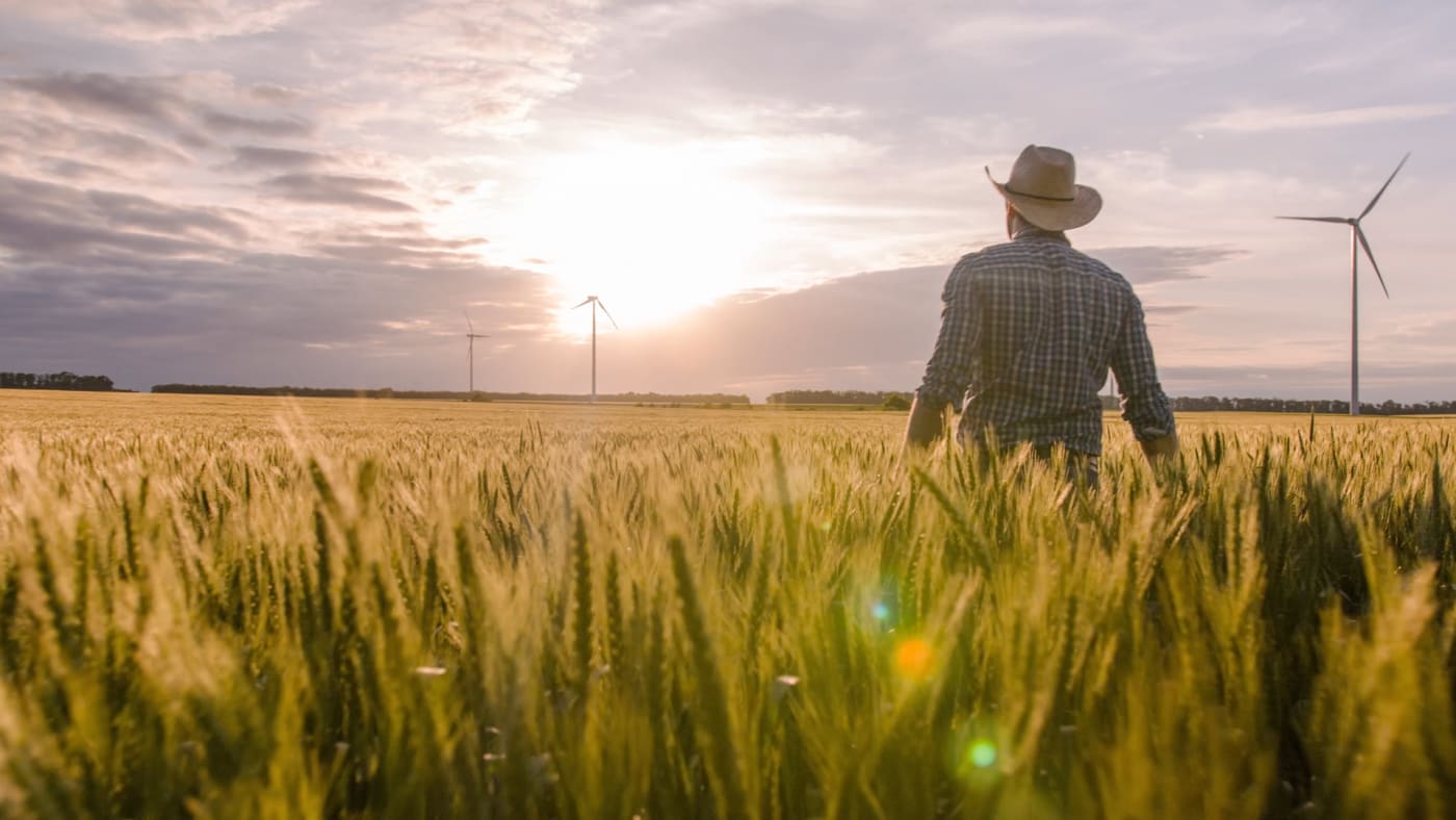 A man walking through wheat field with wind turbines and sun.