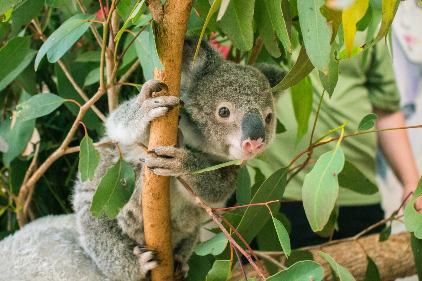 Eli the koala joey in care at Ipswich Koala Protection Society