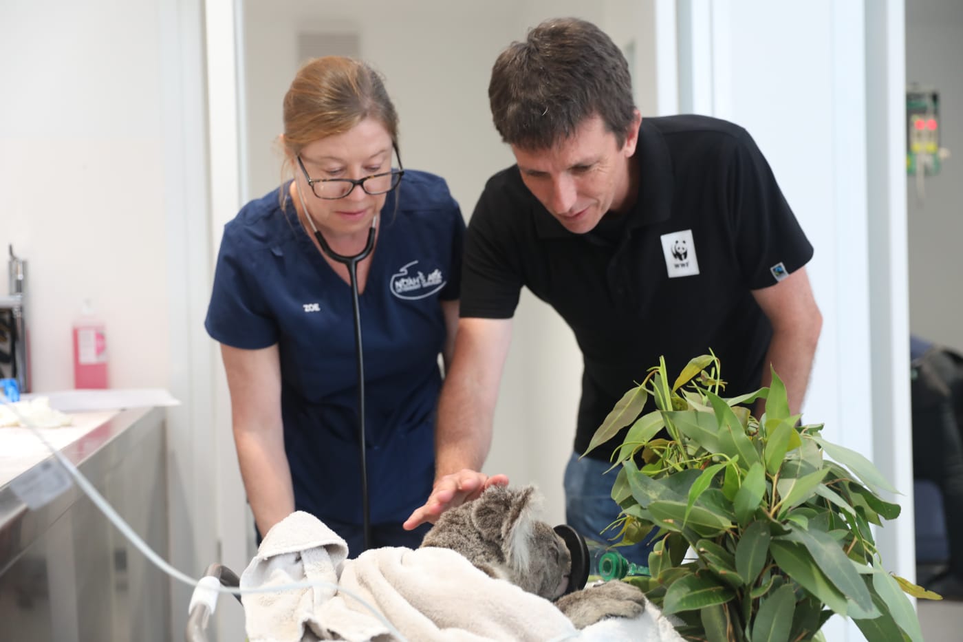 Dr Stuart Blanch assessing an injured koala at Port Stephens Koala Hospital