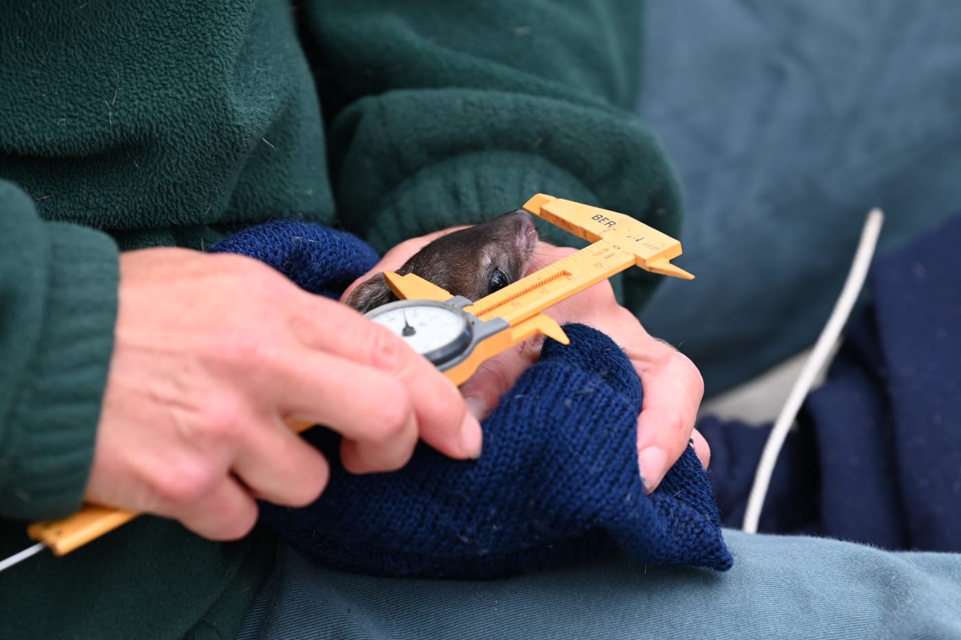 A woylie (or brush-tailed bettong) being measured in Western Australia