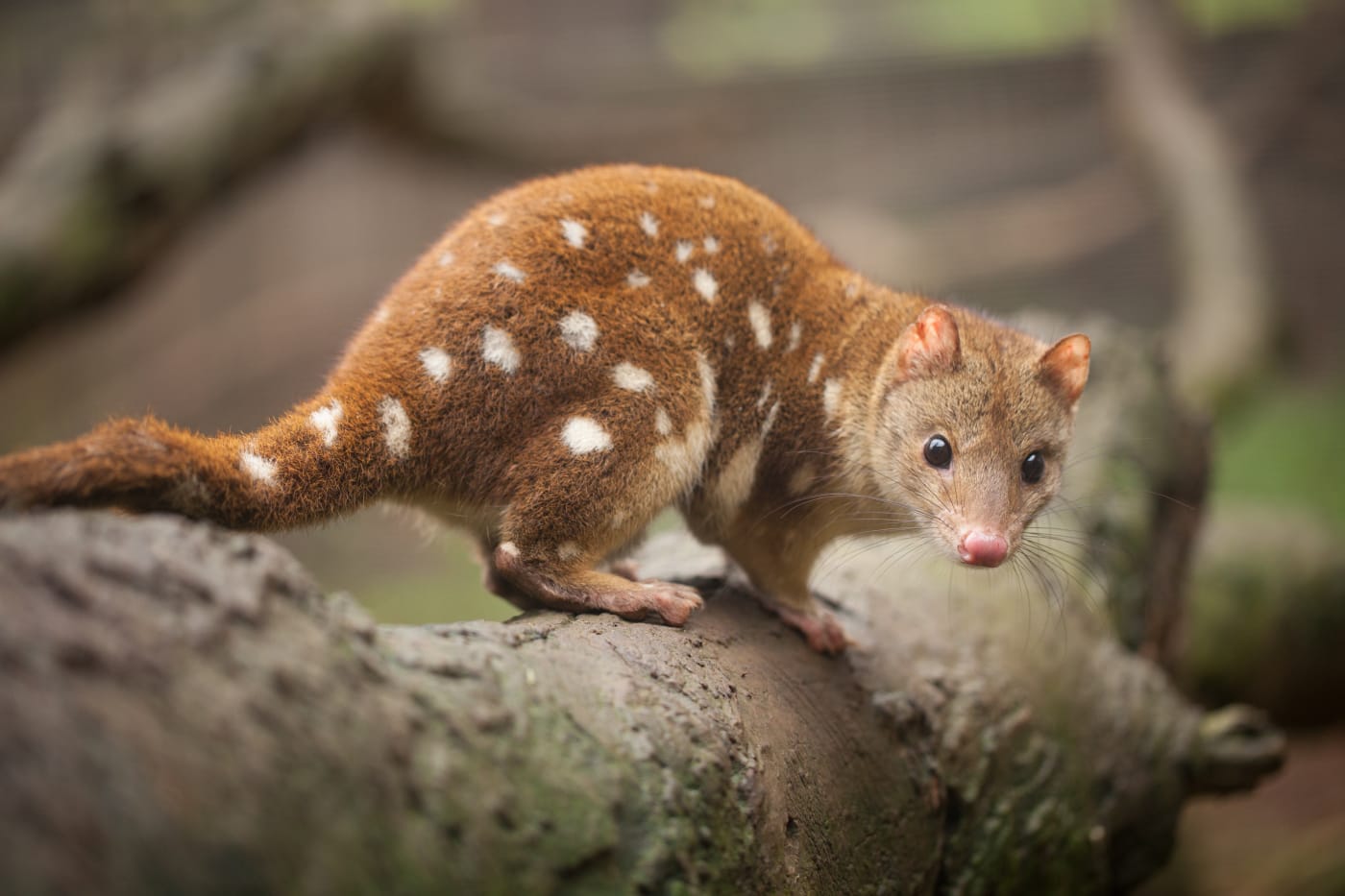 Spotted-tailed quoll also known as a tiger quoll on a log