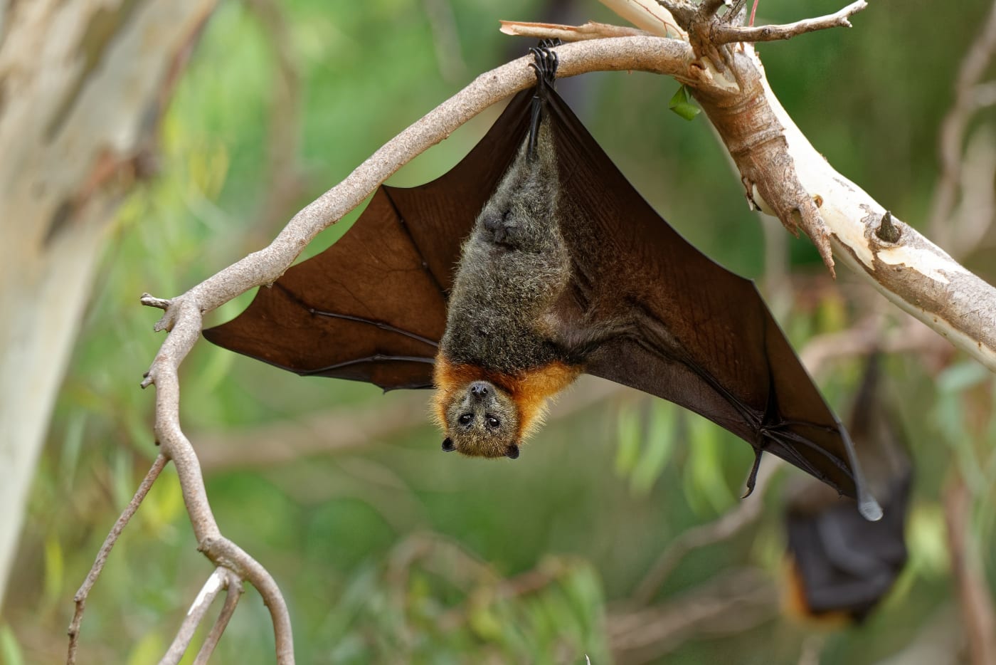 The grey-headed flying fox (Pteropus poliocephalus)