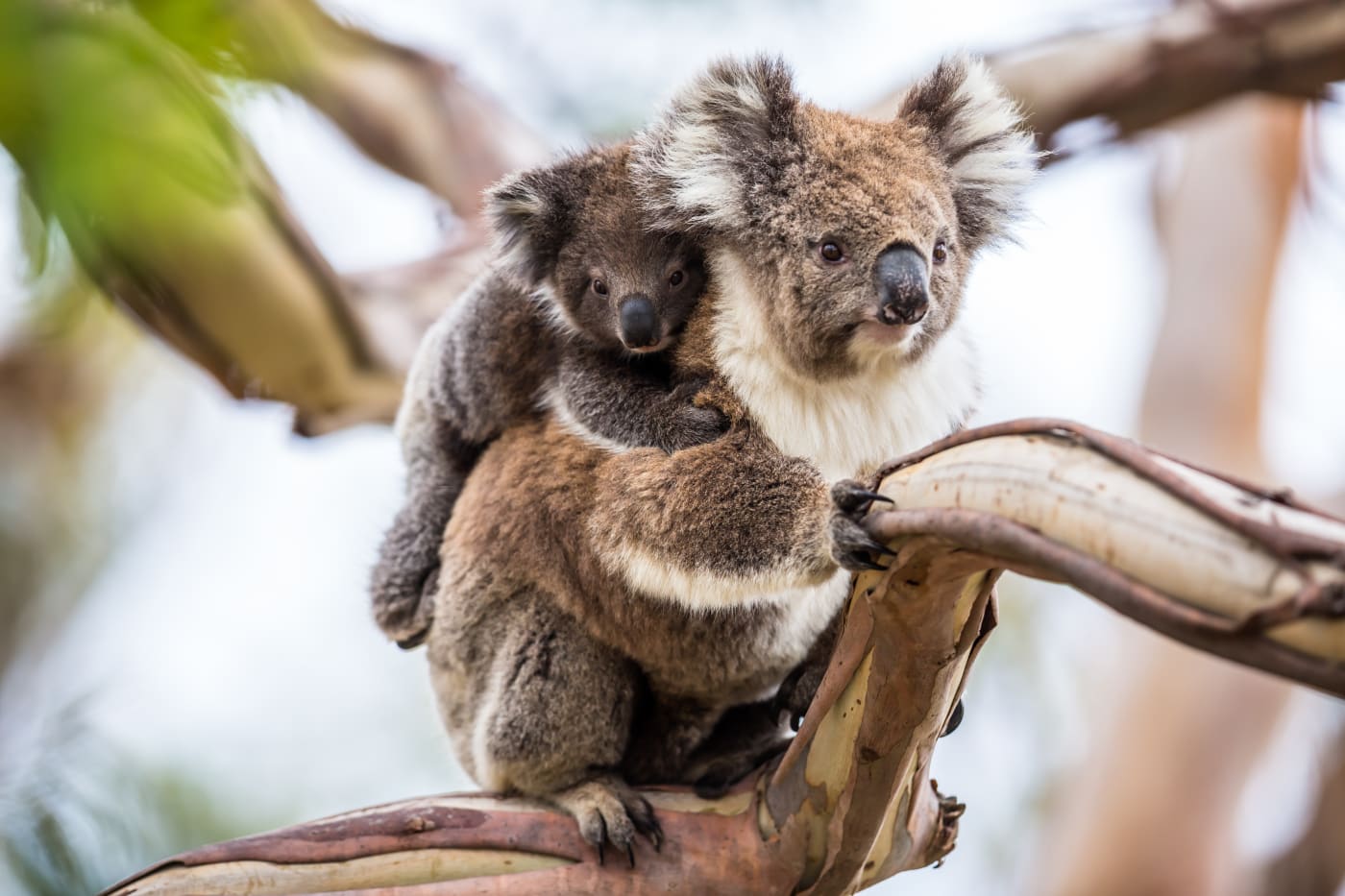 Koala mother and her koala joey in a tree