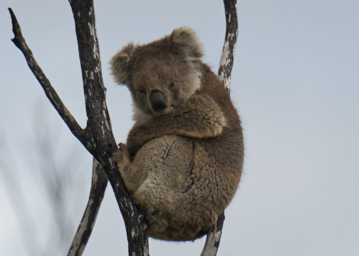 Koala clings to a tree in Kangaroo Island