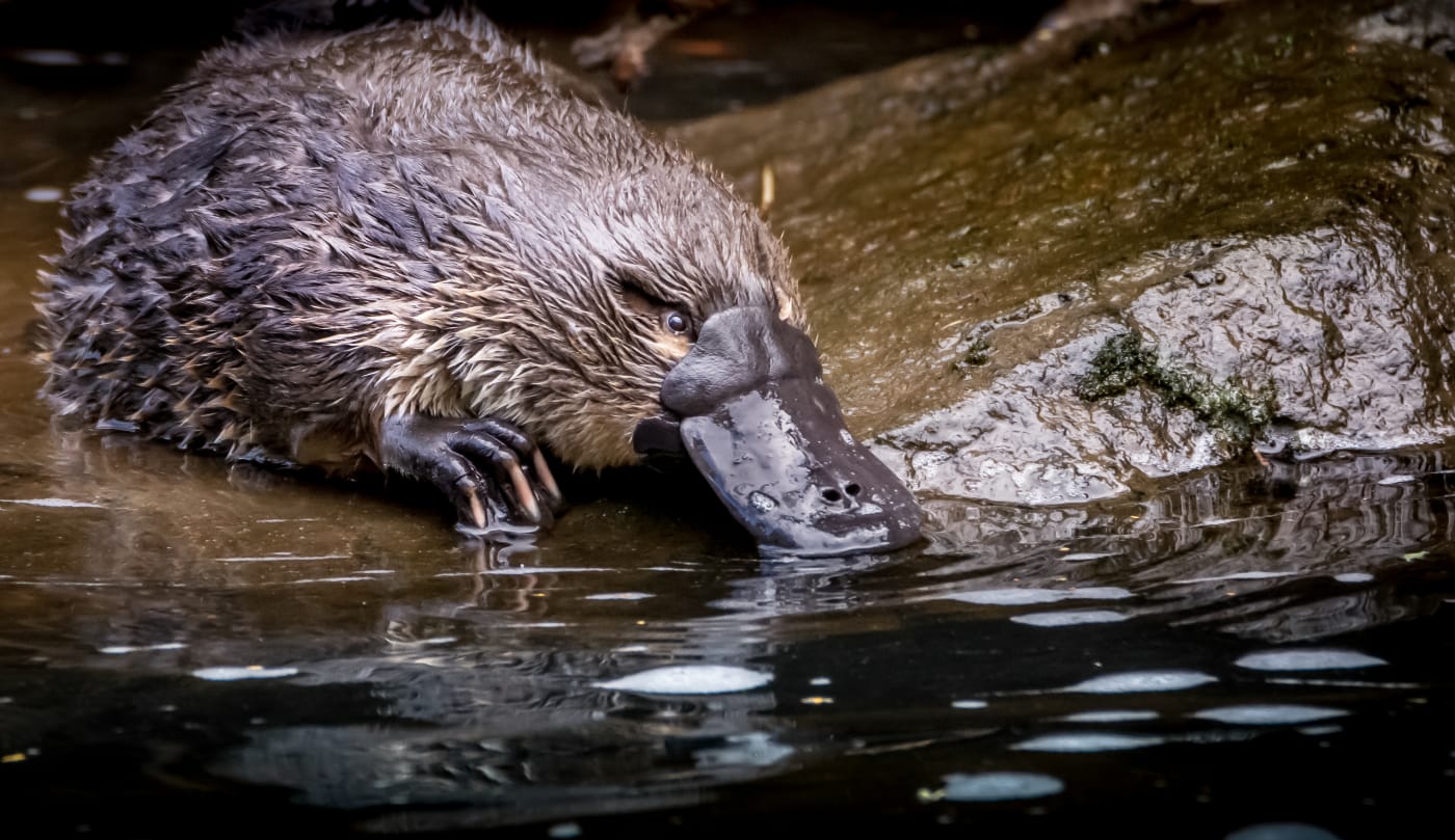 Platypus by a river bed