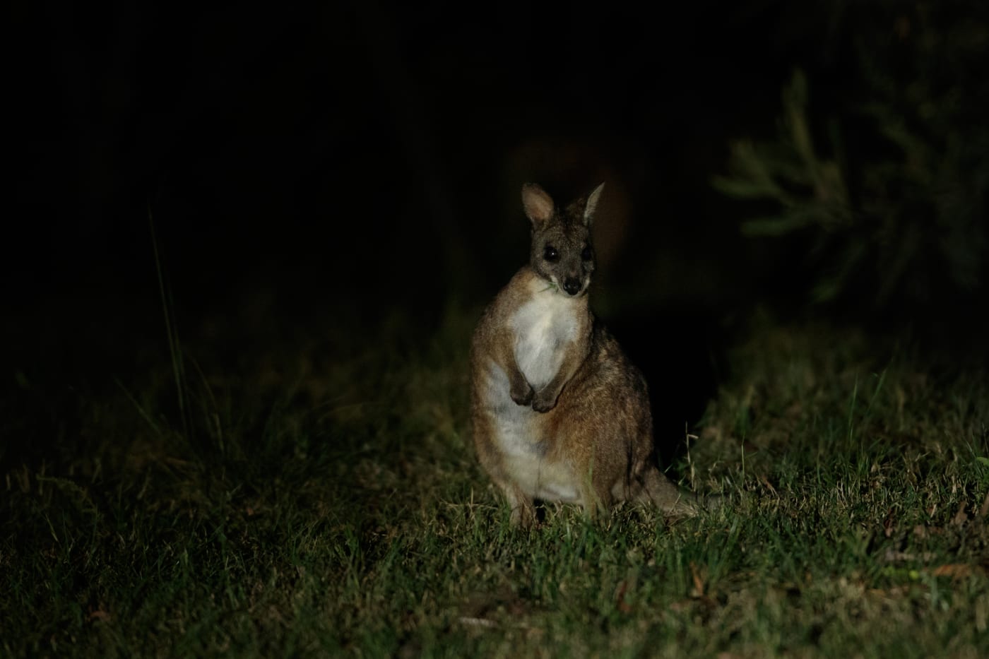 Parma wallaby