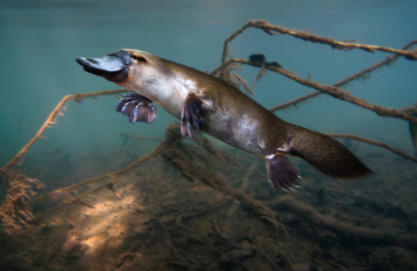 Platypus or Duck-billed platypus, Ornithorhynchus anatinus, swimming underwater in a river.