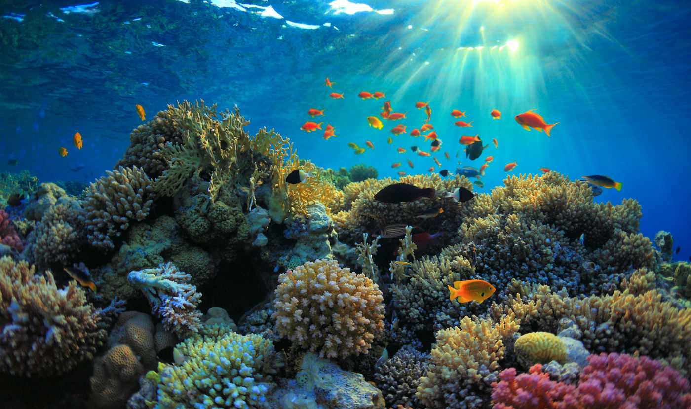 Coral reef and sea life.