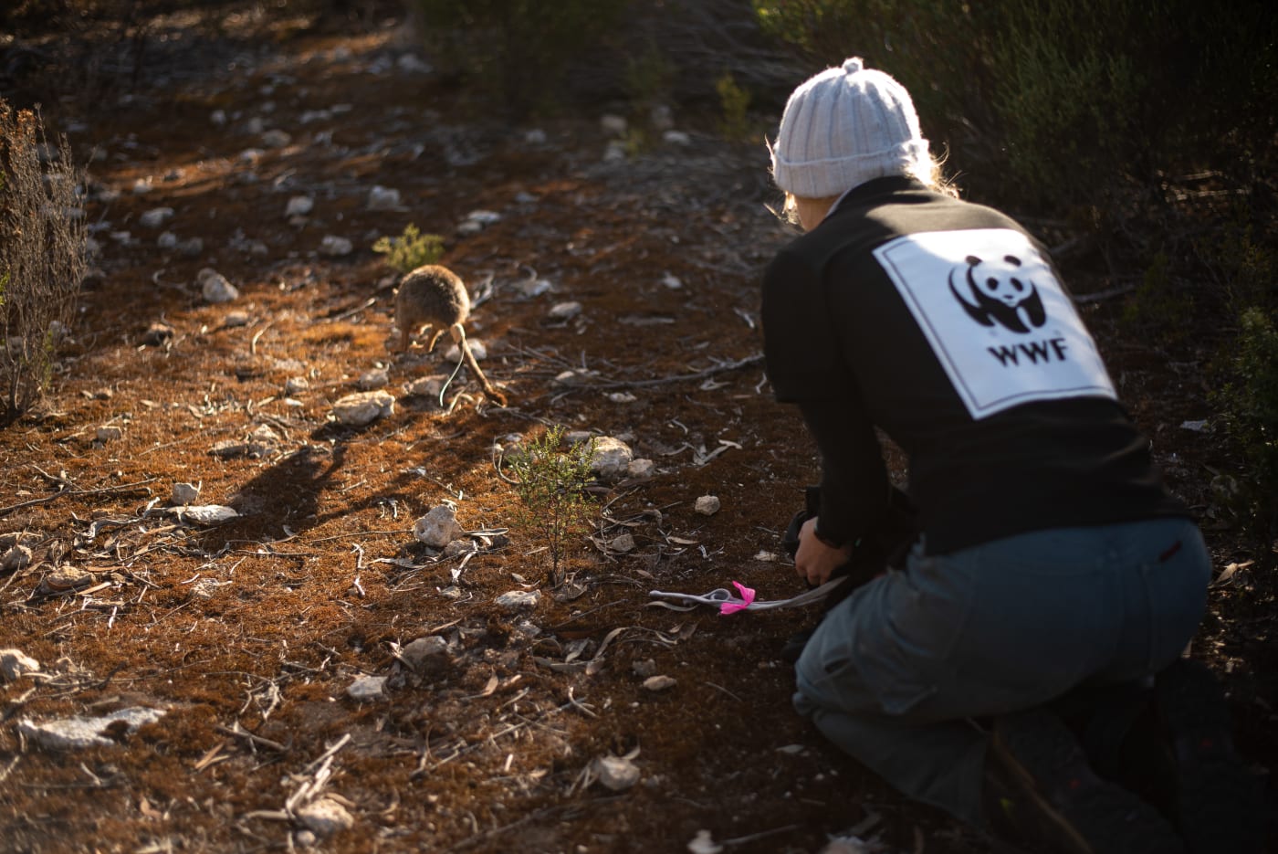Dr Kita Ashman, Threatened Species and Climate Adaptation Ecologist, WWF-Australia releases a brush-tailed bettong.