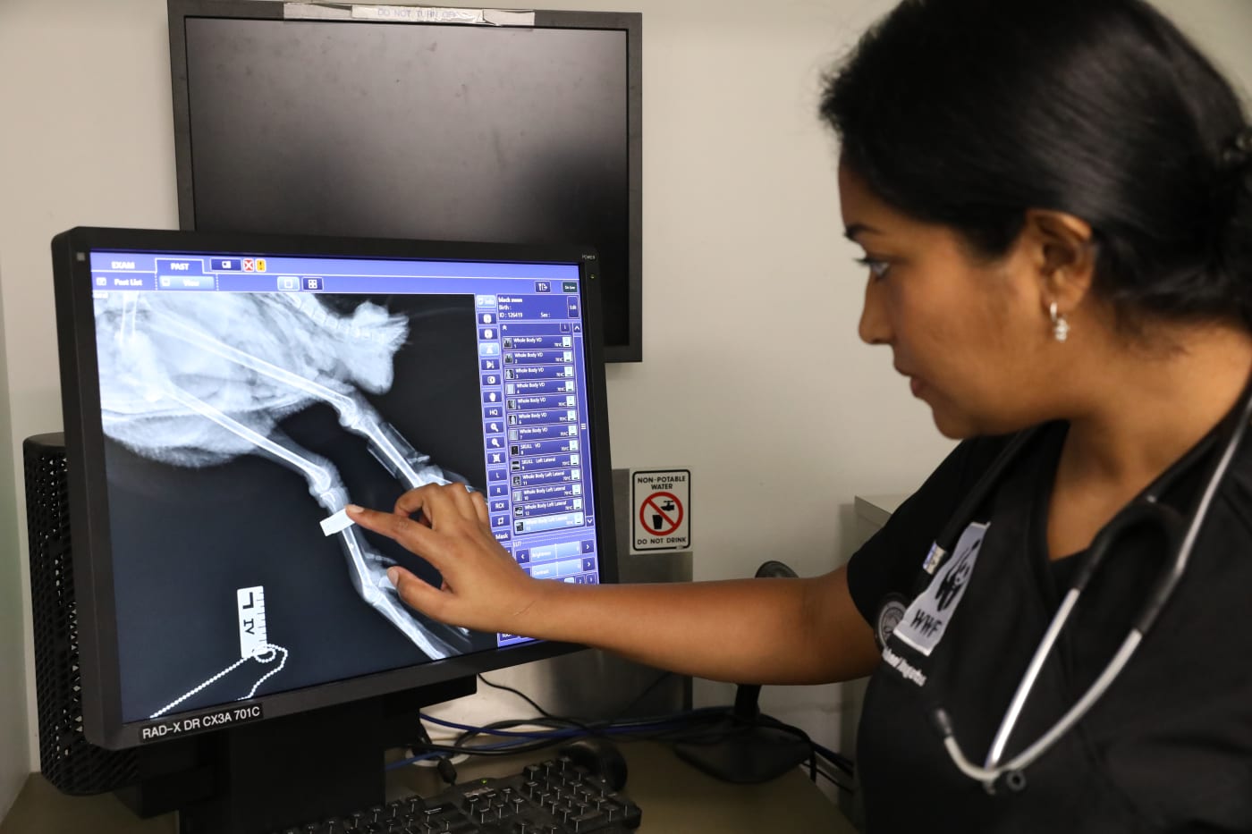 Dr Prishani examining an x-ray of a fish hook in a black swan's leg
