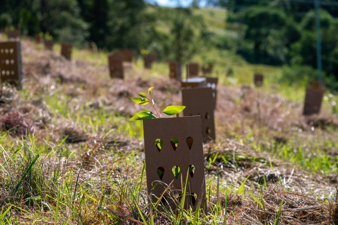 In response to the devastating 2019-20 bushfires, Great Eastern Ranges and WWF-Australia partnered to restore the health and resilience of habitat for koalas, greater gliders and other forest-dependent native animals