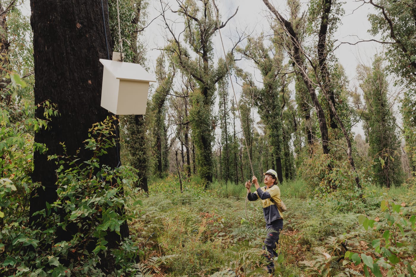 WWF-Australia, Greening Australia and ANU are developing the next generation nest boxes for post-fire recovery of greater gliders.