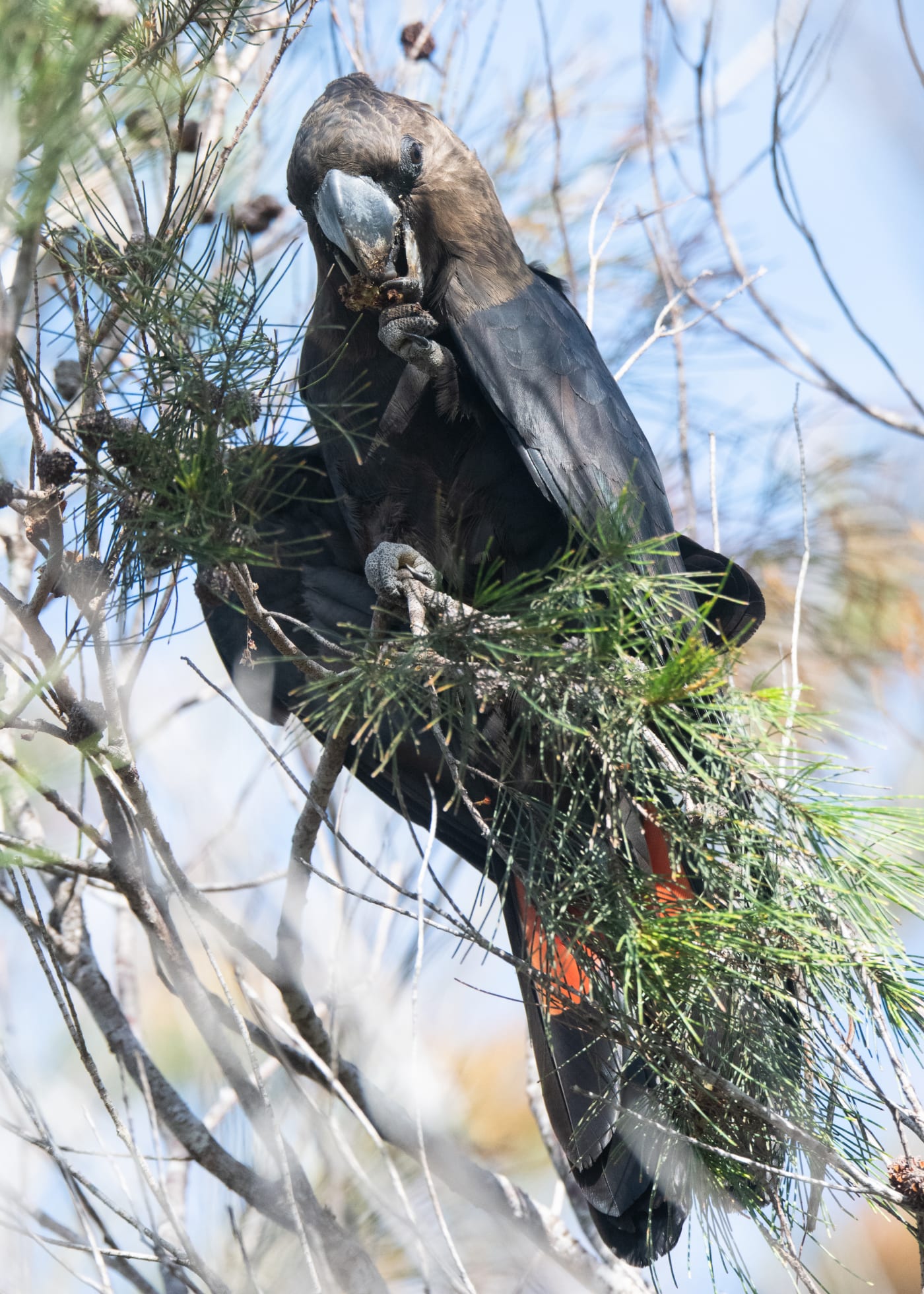 Barry, the first male glossy black cockatoo sighted in the Northern Rivers region after a search of almost three months.