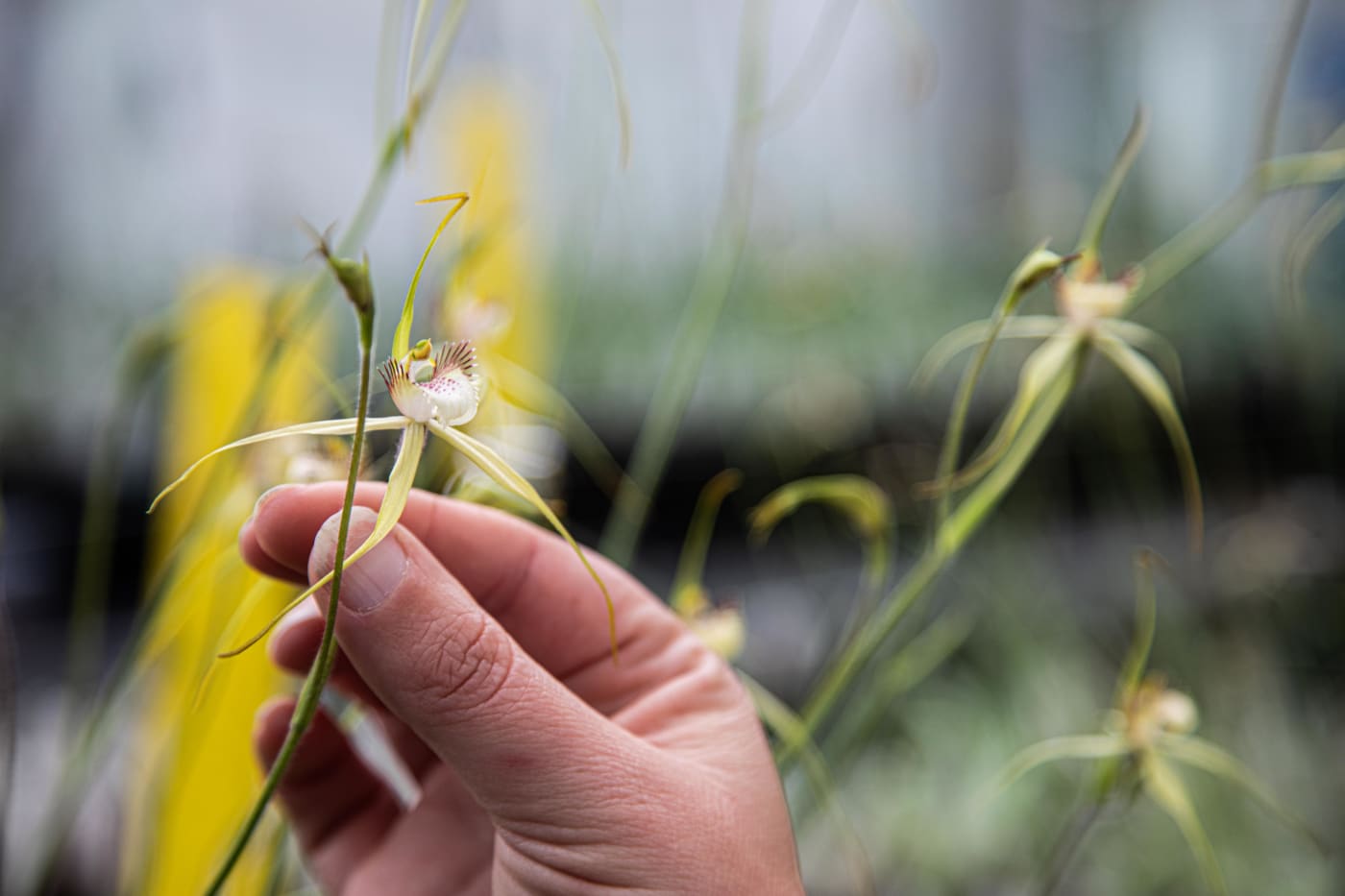 Bussell's Spider orchid