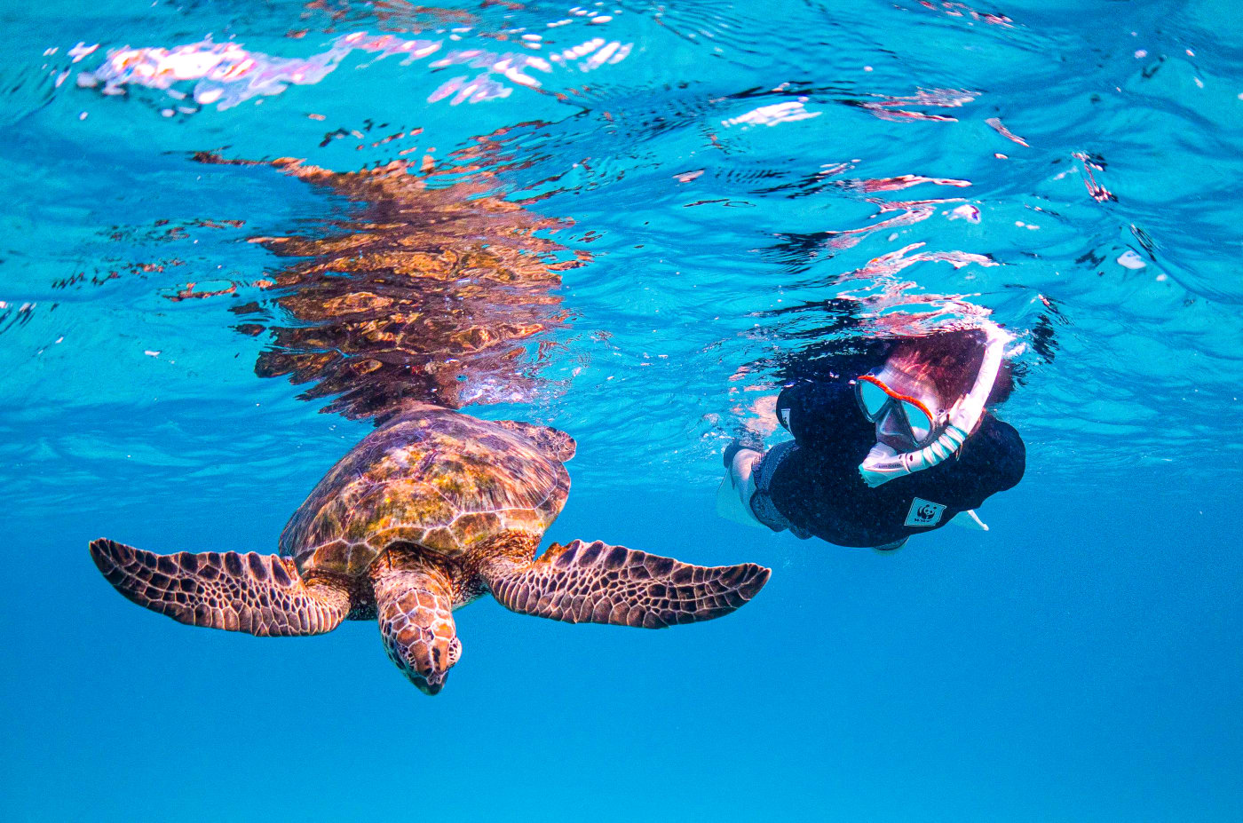 Christine Hof (Program Manager Marine Species, WWF-Australia) snorkelling with a sea turtle on Heron Island, Queensland.