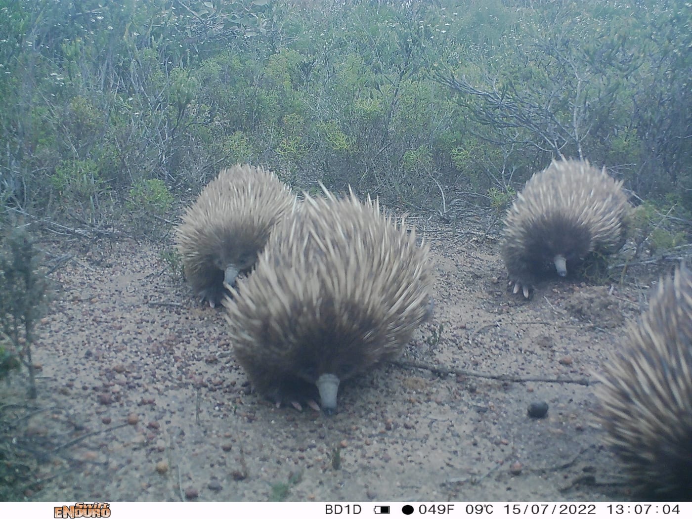 A sensor camera photo showing a train of short-beaked echidnas on Kangaroo Island, taken as part of the Eyes on Recovery project.

Eyes on Recovery is a large-scale sensor camera project. and a collaboration between WWF, Conservation International, and local land managers and research organisations. Google-powered AI technology has been trained to identify Australian animals in photos to track the recovery of threatened species following the 2019-20 bushfires.