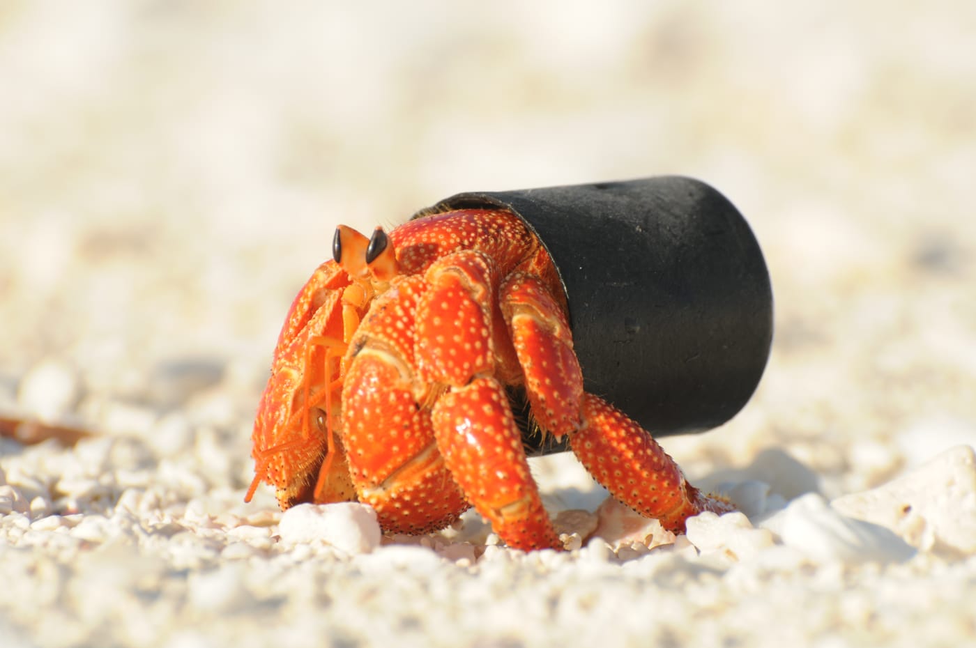 Strawberry hermit crab (Coenobita perlatus) with a plastic lid instead of a shell. This species of crab is a widespread scavenger across the Indo-Pacific.