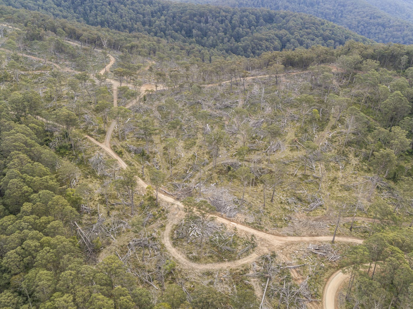 Logging in Tallaganda State Forest, NSW.