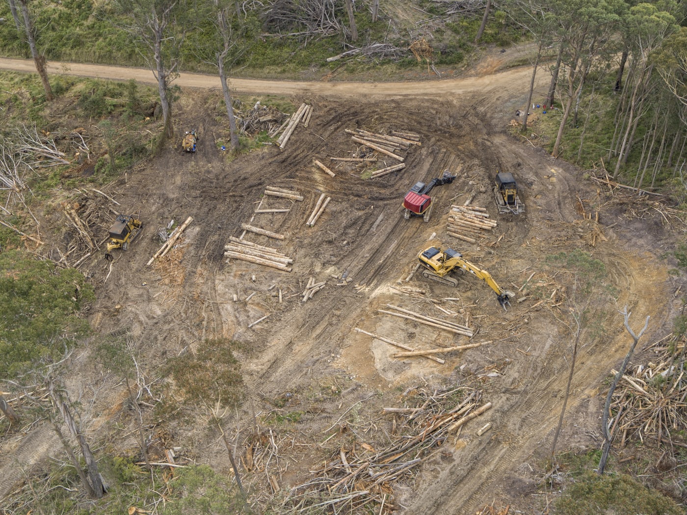 Logging in Tallaganda State Forest, NSW.